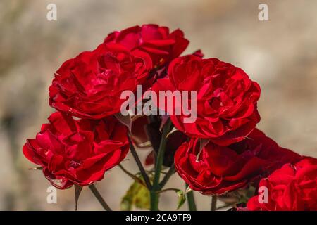 Bunte Nahaufnahme von mehrere rote Rose Blume Köpfe der Deutschen lavaglut Rose mit bokeh Hintergrund und detaillierte Blütenblätter Stockfoto