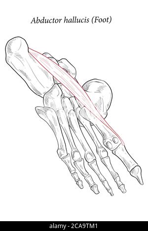 Abductor hallucis Muskel Fuß. Stock Vektor