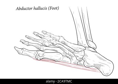 Abductor hallucis Muskel Fuß. Stock Vektor