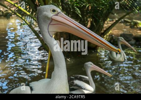 Schöner Pelikan am Meer. Der große Wasservogel rast an einem sonnigen Sommertag Stockfoto