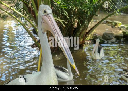 Schöner Pelikan am Meer. Der große Wasservogel rast an einem sonnigen Sommertag Stockfoto