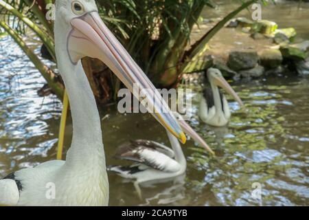 Schöner Pelikan am Meer. Der große Wasservogel rast an einem sonnigen Sommertag Stockfoto