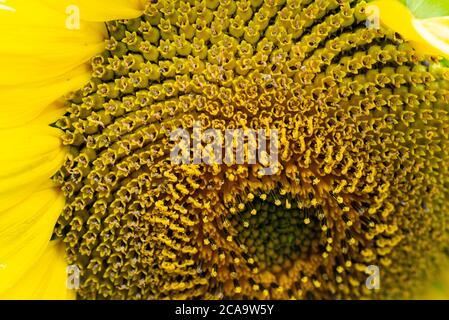 Eine Nahaufnahme des Blütenkopfes einer Sonnenblume (Helianthus annuus) Stockfoto