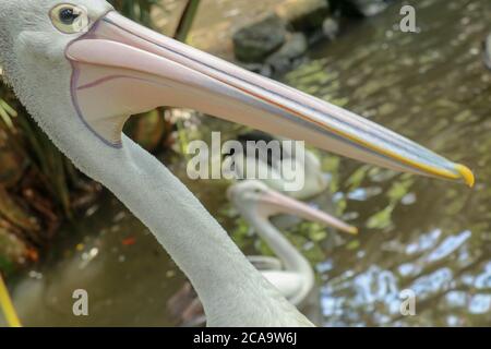 Schöner Pelikan am Meer. Der große Wasservogel rast an einem sonnigen Sommertag Stockfoto