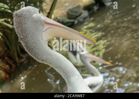 Schöner Pelikan am Meer. Der große Wasservogel rast an einem sonnigen Sommertag Stockfoto