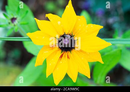 Die Blume einer Rudbeckia hirta 'Rustikale Zwerge gemischt' Stockfoto