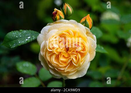 Die Blume einer Rose 'neckende Georgien' Stockfoto