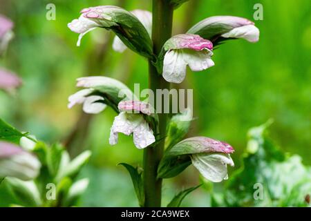 Die Blüten der Bärshose (Acanthus mollis) Stockfoto