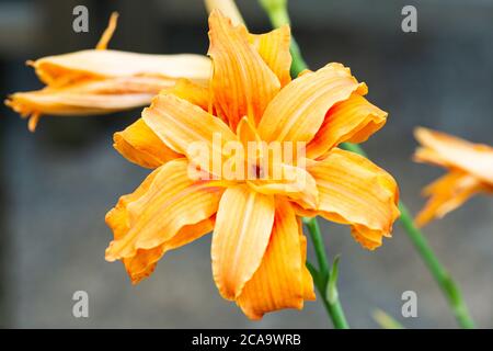 Die Blüte einer gemeinsamen orange Daylily (Hemerocallis fulva) Stockfoto