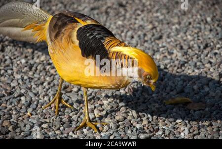 Ein gelber Fasan auf Kieselsteinen im Sommer Stockfoto