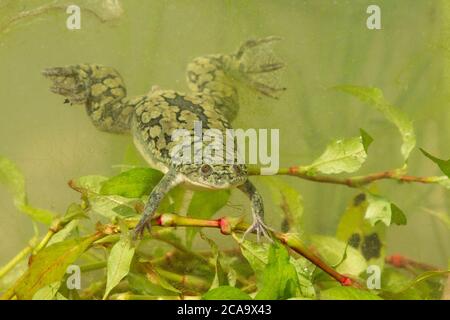 Der afrikanische Krallenfrosch (Xenopus laevis, auch bekannt als xenopus, afrikanische Krallenkröte, afrikanische Krallenfrosch oder Platanna) ist eine afrikanische Art Stockfoto