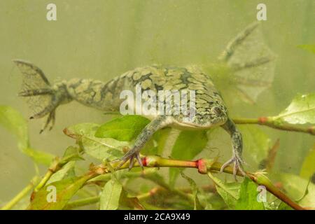 Der afrikanische Krallenfrosch (Xenopus laevis, auch bekannt als xenopus, afrikanische Krallenkröte, afrikanische Krallenfrosch oder Platanna) ist eine afrikanische Art Stockfoto