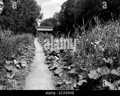 Black and White Landscape, Pickletimber Railway Bridge No 65, Kennet and Avon Canal, Newbury, Berkshire, England, UK, GB. Stockfoto