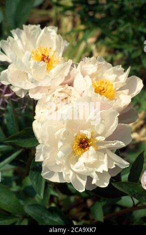 Nahaufnahme von blassen Pfirsich Pfingstrosen Blume im Sommergarten Stockfoto