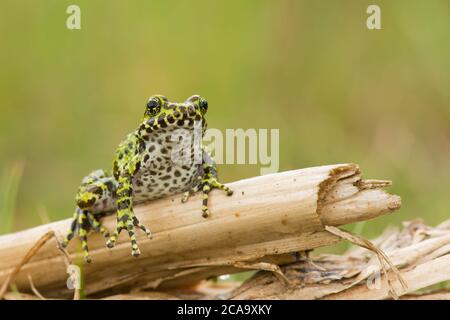 Sehr seltene und neu entdeckte Froschart Hyla Ishikawe Stockfoto