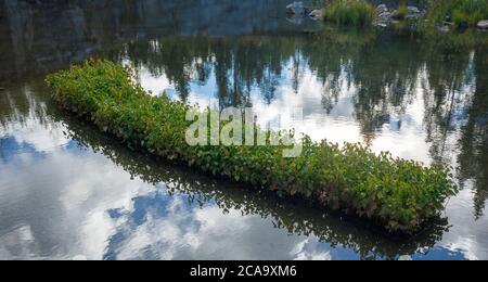 Birke Setzlinge ( betula ) Einweichen in einem Pool von Wasser, warten auf die Pflanzung , Finnland Stockfoto