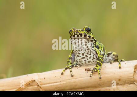 Sehr seltene und neu entdeckte Froschart Hyla Ishikawe Stockfoto