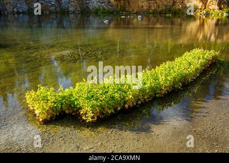 Birke Setzlinge ( betula ) Einweichen in einem Pool von Wasser, warten auf die Pflanzung , Finnland Stockfoto