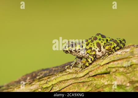 Sehr seltene und neu entdeckte Froschart Hyla Ishikawe Stockfoto