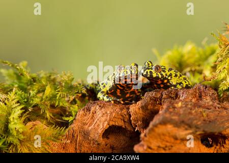 Orientalische Feuerbauchkröte (Bombina orientalis) ist eine kleine (4 cm, 2') semiaquatische Froschart, die in Korea, Nordostchina und Russland gefunden wird Stockfoto