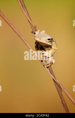 Polypedates otilophus (auch bekannt als Feilohrfrosch, Borneooohrfrosch oder knöcheriger fliegender Frosch) ist ein endemischer Frosch Stockfoto