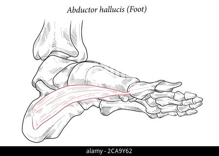 Abductor hallucis Muskel Fuß. Stock Vektor