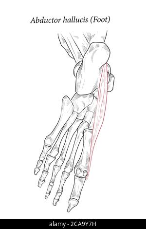 Abductor hallucis Muskel Fuß. Stock Vektor