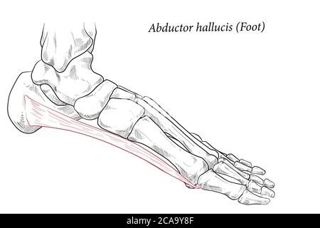 Abductor hallucis Muskel Fuß. Stock Vektor