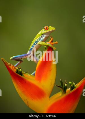 Agalychnis callidryas, bekannt als Rotaugen-Baumfrosch, ist ein Baumhylid, der in den neotropischen Regenwäldern beheimatet ist. Aufgenommen in Costa Rica Stockfoto