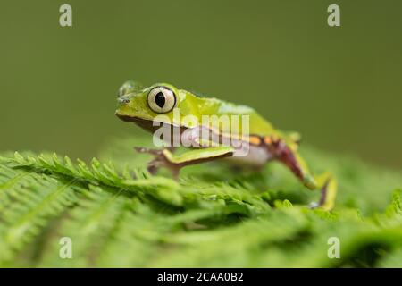 Der weiß ausgekleidete Laubfrosch (Phyllomedusa vaillantii) ist eine Froschart aus der Familie der Phyllomedusidae. Es ist in Nord-Südamerika gefunden. Stockfoto