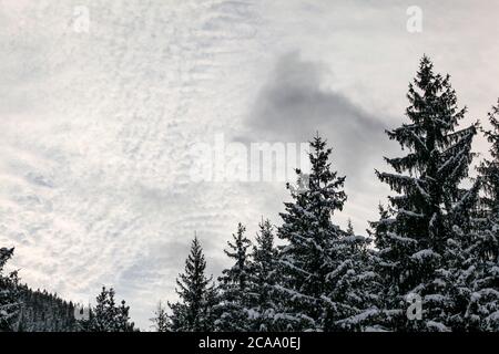 Nadelbäume mit Schnee bedeckt, kleine Wolken Himmel (Platz für Text) im Hintergrund Stockfoto