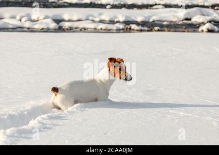 Kleine Jack Russell Terrier watend in tiefem Schnee am Fluss, Eiskristalle auf ihrem Mund Stockfoto