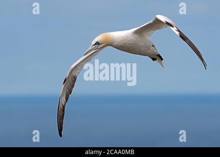 Nördlicher Gannet (Morus bassanus), der über dem Ozean fliegt Stockfoto