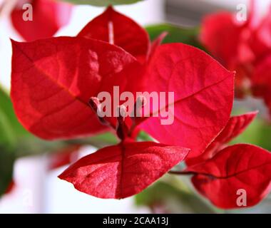 Rote Bougainvillea Nahaufnahme Stockfoto