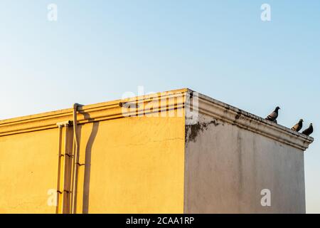 Chennai, Tamil Nadu, Indien - Januar 2020: Die Dachterrasse eines Hauses mit darauf sitzenden Tauben. Stockfoto
