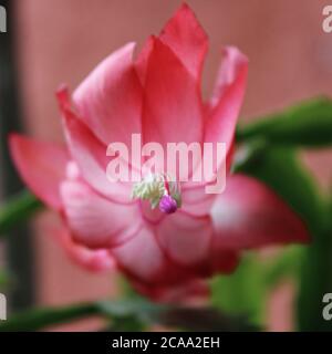 Schlumbergera Truncata Stockfoto