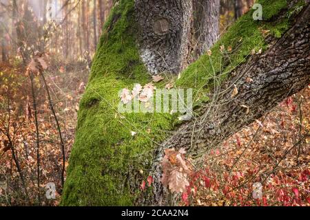 Der Baumstamm ist mit Moos bedeckt Stockfoto