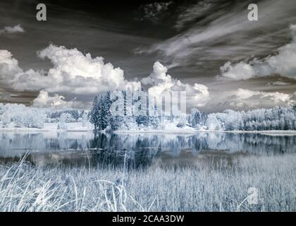 Abstrakte Landschaft mit Infrarotfilter fotografiert, Bäume sehen aus wie im Winter, schöne Cumulus Wolken, surreale Landschaft Stockfoto