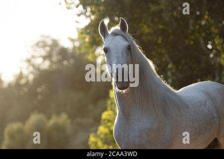 Schönes Gesicht Porträt eines weißen spanischen Pferdehengst bei Sonnenuntergang Stockfoto