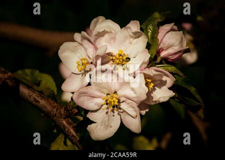 Apfelblüten im Frühling Stockfoto