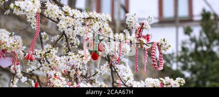 Weiße und rote bulgarische Martenitsa Armbänder, hängend auf dem Zweig der Frühlingsblüte Baum, Banneransicht Stockfoto