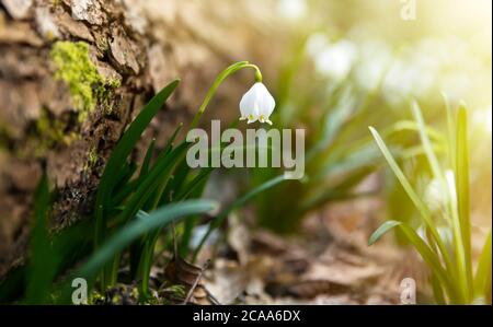 Schneeflocke blüht. Einer der ersten, der im Frühjahr zu sehen ist. Schöne Makro-Aufnahme an warmen und angenehmen Frühlingsabend, das beste Foto. Stockfoto