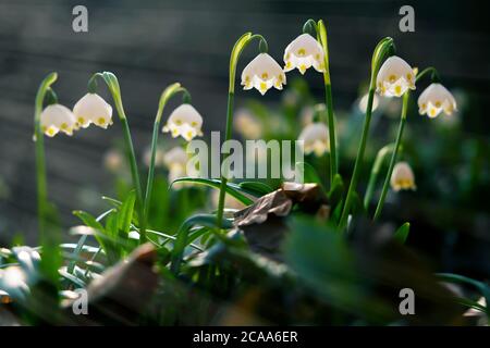 Schneeflocke blüht. Einer der ersten, der im Frühjahr zu sehen ist. Schöne Makro-Aufnahme an warmen und angenehmen Frühlingsabend, das beste Foto. Stockfoto