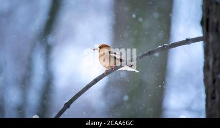 Hawfinch - Coccothraustes Coccothraustes Sitzen auf dem Ast im Winter, das beste Foto. Stockfoto