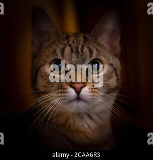 Grün-Augen Katze in Versteck mit dunklem Hintergrund, Haustier suchen, das beste Foto. Stockfoto