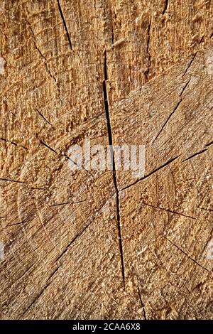 Frisches Sägeholz in der Nahaufnahme. Die Textur der Jahresringe in der hölzernen Oberfläche. Stockfoto