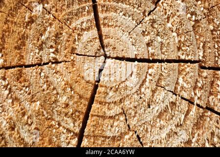Frisches Sägeholz in der Nahaufnahme. Die Textur der Jahresringe in der hölzernen Oberfläche. Stockfoto