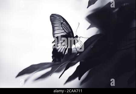 Schmetterling, wunderschöne Schmetterling sitzt auf einem Blatt, Ruhe, schöne Farben, elegante und zarte Kreatur, das beste Foto. Stockfoto