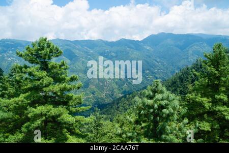 Blick über grüne Pinien, Täler und Bergrücken des Himalaya unter blauem Himmel mit Wolken in Shimla, Himachal Pradesh, Indien. Stockfoto