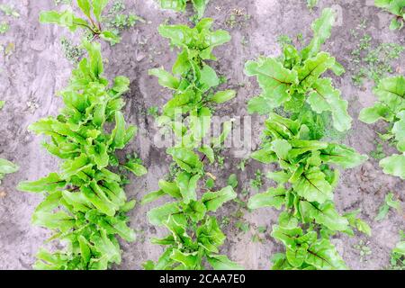 Blatt Rote Bete. Bio grün rot junge Beat Blätter. Rote Beete Pflanze wächst auf dem Boden Hintergrund. Wachsende Pflanzen in einem Bio-Bauernhof Stockfoto